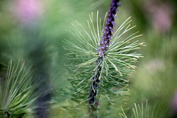 pinetree, nacka, sverige, stockholm, sweden