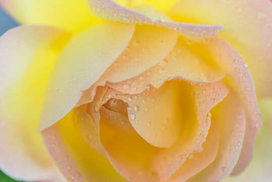 Beautiful yellow rose flower with water drops close up