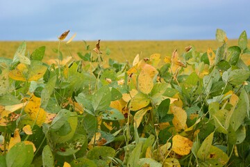 Soy plantation with yellowing and rusting leaves.