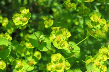 Beautiful spurge flowers in the garden, natural green background