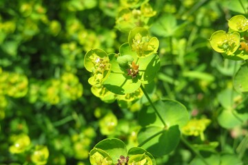 Euphorbia flowers in the meadow, closeup