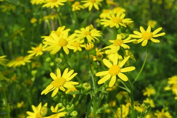 Yellow ragwort flowers in the meadow, closeup