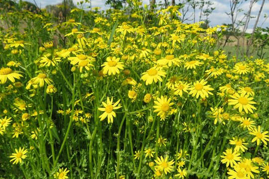 Meadow of yellow ragwort flowers near the pond