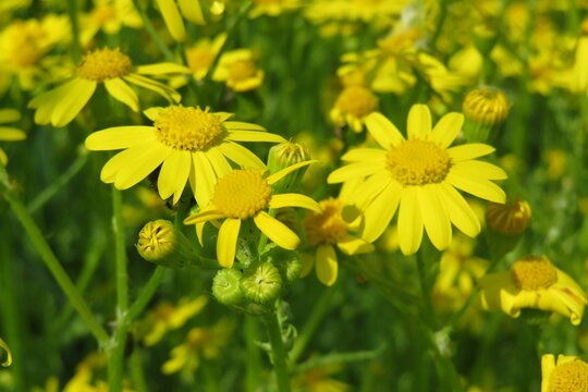 Closeup of beautiful yellow ragwort flowers in the meadow, closeup