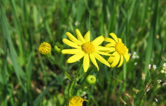 Yellow ragwort flowers on grass in the meadow, closeup