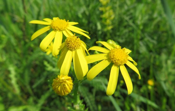 Yellow ragwort flowers in the meadow on natural green leaves background, closeup