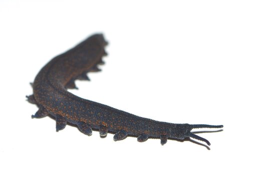 Closeup of the velvet worm Peripatoides novaezealandiae (Onychophora: Euonychophora), an ancient glue-spitting invertebrate from New Zealand, photographed on white background.
