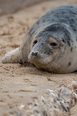 Adorable grey seal pup on the beach at Horsey Gap, Norfolk, during spring/winter 2021