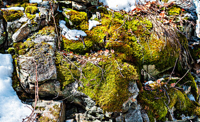 Rocks covered with green moss and lichens, fallen leaves, snow. Abstract textured natural stone...