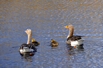 Fototapeta premium Duck family