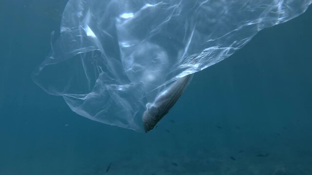 Dead Greater weever fish (Trachinus draco) hitting trapped in plastic bag drifting in the blue water in sunrays. Discarded transparent plastic bag with died fish inside floats in the water column