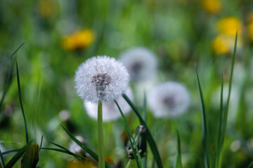  Dandelion flower in green grass.
