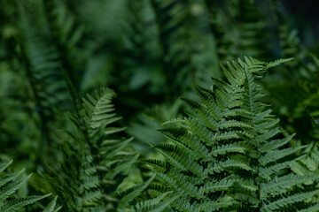 Beautiful ferns leaves green foliage.