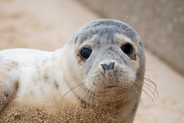 Adorable grey seal pup on the beach at Horsey Gap, Norfolk, during spring/winter 2021