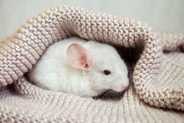 Our little pet white chinchilla peeks out from under a soft knitted blanket
