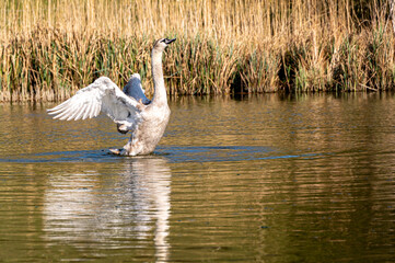 Juvenile mute swan spreading wings and preening feathers