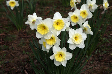 Narcissus - Beautiful spring flowers blooming in the garden