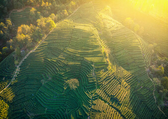 Aerial photography of Hangzhou West Lake Longjing Tea Mountain