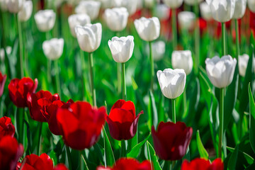 Colorful tulip field with red and white tulips in sunshine