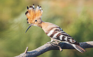 hoopoe opened crest sitting on a branch