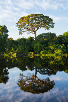 A big tropical tree amidst the lush  Amazonian rainforest at the Guapor&eacute; - Itenez riverbank, Ricardo Franco, Vale do Guapor&eacute; Indigenous Land, Rond&ocirc;nia, Brazil