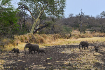 Fototapeta premium A family of African elephants at the dry Gudzani dam on an overcast day, Kruger National Park, South Africa