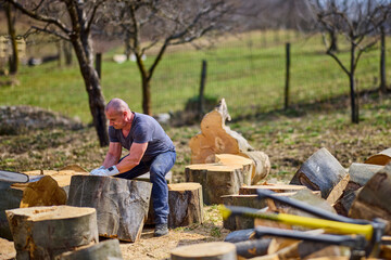 Strong man moving big cut beech logs