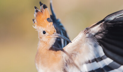 hoopoe with wings spread looking at the camera