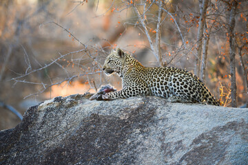 A young African leopard feeding on a hare early in the morning after hunting, Kruger National Park, South Africa