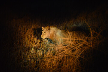 Fototapeta na wymiar A lonely lion during an evening game drive, Kruger National Park, South Africa