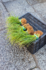a bunch of fresh chives