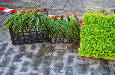 a bunch of fresh chives and small lettuce plants to transplant to gardens.