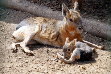 Patagonian mara with its baby animal laying in the sun. A hare-like herbivorous rodent, in Latin...