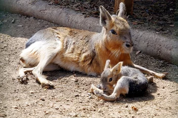Foto op Aluminium Patagonian mara with its baby animal laying in the sun. A hare-like herbivorous rodent, in Latin called dolichotus patagonum, with its young,  in the springtime. © Lucia