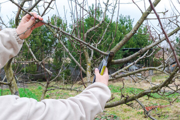 Women's Female gardener hands with shears, scissors cutting fruit tree branch in green garden,...