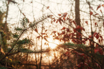A sunlit forest in the morning in an autumnal atmosphere