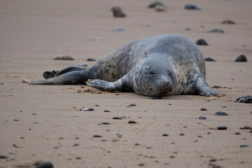 Grey seals on the beach at Horsey Gap in Norfolk