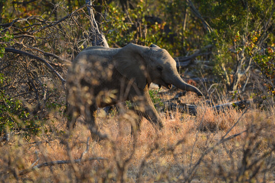 A playful young African elephant during sunrise, Kruger National Park, South Africa