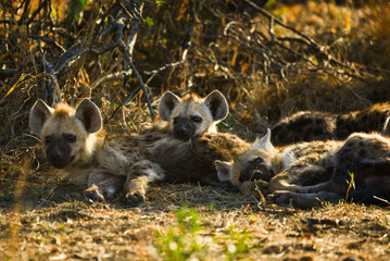 A litter of spotted hyena (Crocuta crocuta) cubs, Kruger National Park, South Africa 