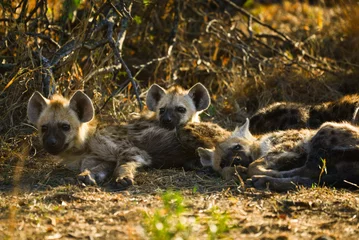 Foto op Aluminium Een nest van gevlekte hyena (Crocuta crocuta) welpen, Kruger National Park, Zuid-Afrika © Pedro