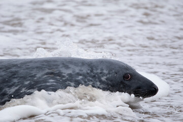 Obraz premium Grey seals on the beach at Horsey Gap in Norfolk