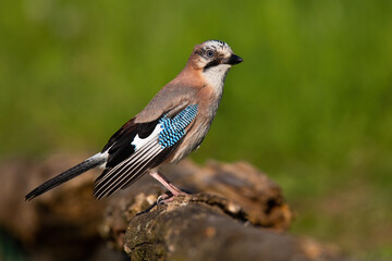 Eurasian jay sitting on branch in summertime nature