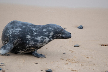 Obraz premium Grey seals on the beach at Horsey Gap in Norfolk