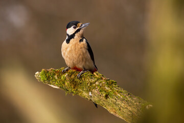 Fototapeta premium Great spotted woodpecker sitting on mossed branch in spring