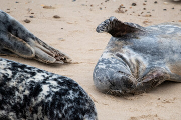 Grey seals on the beach at Horsey Gap in Norfolk