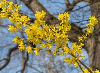 Forsythienzweig vor kahlem Baum