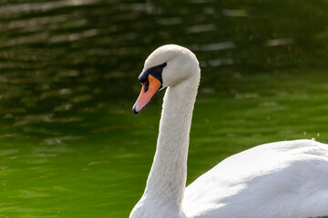 Obraz premium Swan in lake 