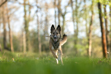 Dog with a stick in his mouth jumping through the grass