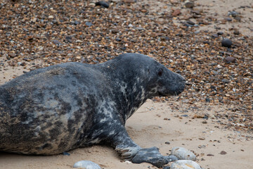 Grey seals on the beach at Horsey Gap in Norfolk