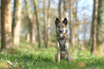 Dog looking straight in the grass